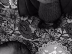 Aree, la esposa de Jack Osbourne, da a luz mientras la pareja nombra a su hija recién nacida en honor a la fallecida estrella de rock Ozzy en un sentido homenaje