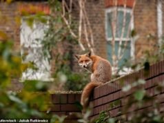Cómo esos aterradores gritos de zorro que te mantienen despierto por la noche no son lo que piensas, y qué trucos para desterrarlos realmente funcionan