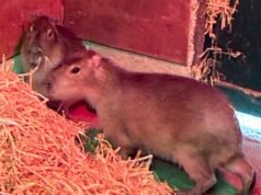 ¡El roedor más grande del mundo en estado salvaje! Un carpincho llamado Samba se enfurece después de escapar de un zoológico de Hampshire hace DOS días, con su último avistamiento cerca de un pub…