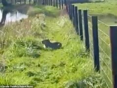 Revise sus estanques en busca de capibaras desaparecidos, dice el zoológico: trajeron perros rastreadores para cazar samba