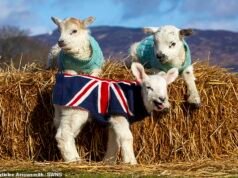 Los corderos huérfanos se sienten cómodos con suéteres tejidos a mano