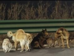 El mundo está plagado de siete perros robados que escaparon de una fábrica de carne china y se movieron en formación de estilo militar para ayudarse mutuamente a caminar diez millas hasta casa.