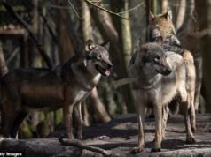 Toda una manada de lobos en un parque natural del Reino Unido fue sacrificada “como último recurso”