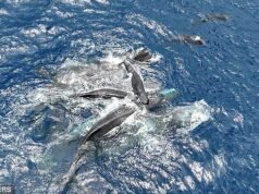 Increíble momento en el que los cachalotes trabajan juntos para mantener a una cría recién nacida fuera del agua hasta que pueda nadar
