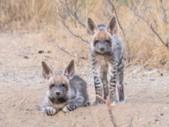 A este depredador abandonado se le acaba el tiempo: por qué los conservacionistas se apresuran a salvar a la hiena rayada