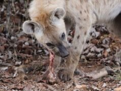 Las hienas urbanas de Etiopía podrían reducir sus emisiones de carbono en más de 1.000 toneladas al año