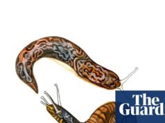 ¿En qué se diferencian los caracoles y las babosas y qué comen las ballenas? El cuestionario para niños | Familia