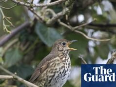 ‘Este zorzal acaba de hacer algo increíble’: escucha el canto de los pájaros durante un paseo por North York Moors | Vacaciones en Yorkshire
