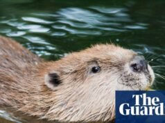 El tropo de “elegir mascotas antes que personas” no es nuevo | Política