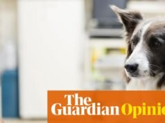 La opinión de The Guardian sobre los veterinarios: No hay nada agradable en este mercado poco regulado | Editorial