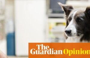 La opinión de The Guardian sobre los veterinarios: No hay nada agradable en este mercado poco regulado | Editorial