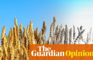 Dejamos que las grandes corporaciones jueguen con nuestras vidas. Actúe ahora, de lo contrario la comida podría acabarse | Georges Monbiot