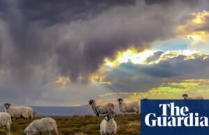 ¿Cómo podemos mejorar la seguridad alimentaria en Gran Bretaña? Alimento