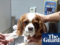 Las reformas deben ser justas para los veterinarios y los dueños de mascotas | Medicina veterinaria