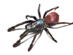 Por qué el mundo está obsesionado con esta araña iridiscente