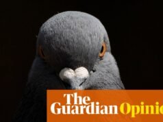 Pensé que mi maldición de paloma estaba desapareciendo. Luego tomó un giro más oscuro | Adrien Chiles