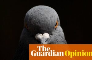 Pensé que mi maldición de paloma estaba desapareciendo. Luego tomó un giro más oscuro | Adrien Chiles