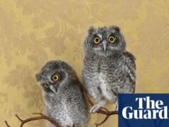 ¡Un auténtico delirio! Hermosas aves – en imágenes