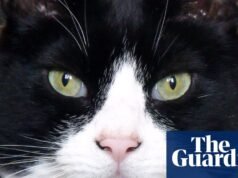 La mascota que nunca olvidaré: Harvey, el gato más humano que me ayudó en medio de la angustia y la enfermedad | gatos