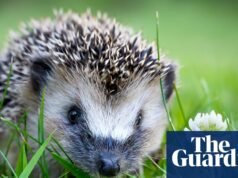 El animal que nunca olvidaré: Harriet, el erizo de mi tendedero | Mascotas