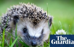 El animal que nunca olvidaré: Harriet, el erizo de mi tendedero | Mascotas