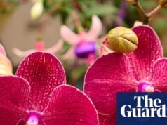 Jardín sexual para ‘romper tabúes’ en la exposición de flores de Chelsea mientras termina la prohibición de los gnomos | Exposición floral de Chelsea
