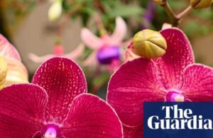 Jardín sexual para ‘romper tabúes’ en la exposición de flores de Chelsea mientras termina la prohibición de los gnomos | Exposición floral de Chelsea