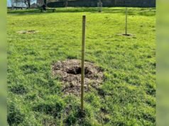 Roban cerezos del parque en un ‘acto egoísta’