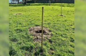 Roban cerezos del parque en un ‘acto egoísta’