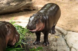 Hombre arrestado por trepar al recinto del hipopótamo pigmeo Moo Deng: “Afortunadamente no fue mordido”