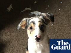 La mascota que nunca olvidaré: Luke, el perro ciego cuyo amor incondicional me devolvió la vida | vida y estilo