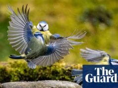 Pequeños cambios en la forma en que cultivamos el jardín pueden marcar una gran diferencia para las aves | Aves