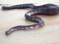 El ave rapaz más poderosa de la naturaleza con garras del tamaño de un oso