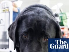 Cuidador de perros: cómo Marcus, un perro guía abandonado en la escuela, llegó a consolar a pacientes con cáncer para ganarse la vida | estilo de vida australiano