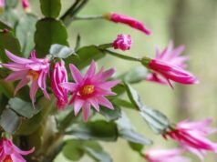 Cómo conseguir que un cactus de Pascua florezca a tiempo