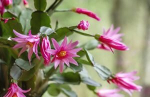 Cómo conseguir que un cactus de Pascua florezca a tiempo