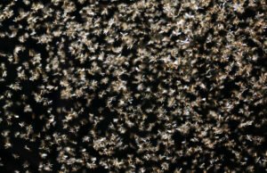 Las polillas del gusano cogollero utilizan el campo magnético de la Tierra como GPS, sugiere un nuevo estudio