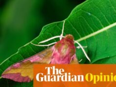 Olvídate de la observación de aves, a mí me encanta observar polillas: son insectos fascinantes e incomprendidos | Helene Pilcher
