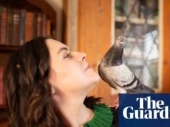 La mascota que nunca olvidaré: Penny, la paloma que nunca se apartó de mi lado | Aves