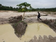 Los granos de cacao se pudren y los agricultores de África occidental buscan otras opciones tras la crisis de las materias primas