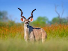 Un león explota entre la hierba, pero este kudu tiene otros planes