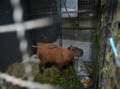 Brasil: ocho personas arrestadas por ataque “brutal” a un carpincho