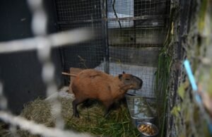 Brasil: ocho personas arrestadas por ataque “brutal” a un carpincho