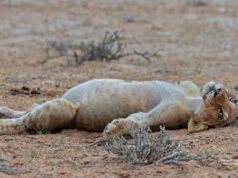 Fotógrafo de vida silvestre captura el momento “sorprendentemente divertido” en el que un cachorro de león tiene que tomar una siesta después de una gran comida