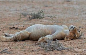Fotógrafo de vida silvestre captura el momento “sorprendentemente divertido” en el que un cachorro de león tiene que tomar una siesta después de una gran comida