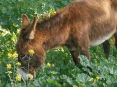 Conoce a los burros “bomberos” de España