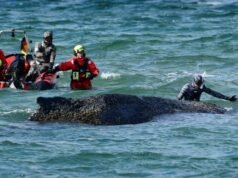 Ballena liberada aparece de nuevo en costas alemanas