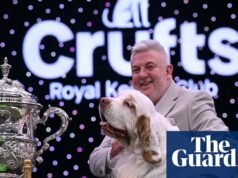 Clumber spaniel de cuatro años llamado Bruin gana el premio al mejor espectáculo en Crufts | crujidos