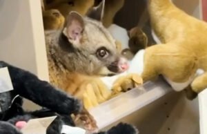 Se descubre una zarigüeya viva escondida entre juguetes de peluche en una tienda de regalos del aeropuerto australiano