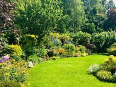 El arbusto de hoja perenne fácil de cultivar, perfecto para su jardín fronterizo